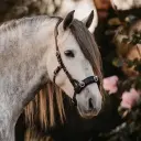 Kenzie Dysli Kappzaum