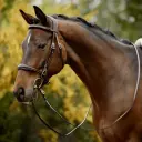 Portugiesischer Zaum Majestic